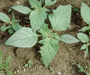 Trumpet: Young thorn apple
