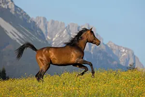Wilder: Young thoroughbred Arabian mare gallops over flowery
