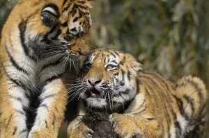 Predatory Cats: Two young tigers are close together and look familiar in the midst of nature