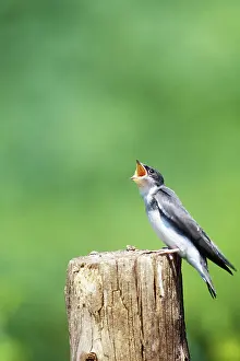 Hirundinidae: Young Tree Swallow