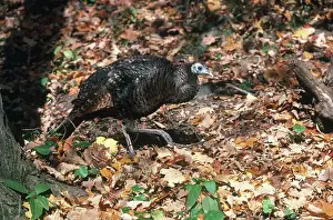 Clawing: Young Turkey