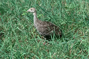 Poult: Young Turkey