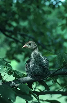 Poult: Young Turkey