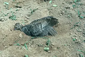 Poult: Young Turkey Dusting