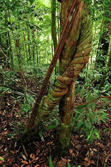 Liana: Young twisted strangler fig tree liana