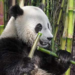 Lift: Young two-year old giant panda (Ailuropoda melanoleuca)