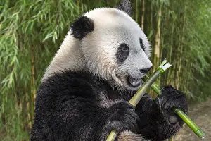 Lift: Young two-year old giant panda (Ailuropoda melanoleuca)