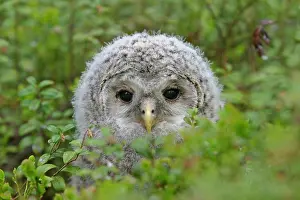 Ural: Young Ural Owl (Strix uralensis), Finland, Europe