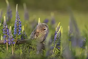 Owls: One young Ural owl (Strix uralensis) sitting on a branch lying in a field of flowering lupines in late evening light