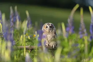 Owls: One young Ural owl (Strix uralensis) sitting on a branch lying in a field of flowering lupines in late evening light
