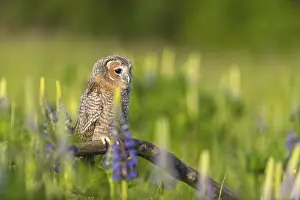 Owls: One young Ural owl (Strix uralensis) sitting on a branch lying in a field of flowering lupines in late evening light