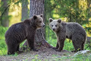 310820: Two young (Ursus arctos) in the boreal coniferous