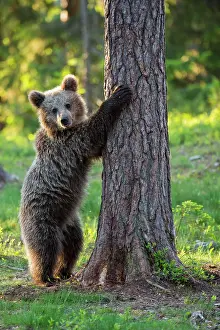 Karelia: Young (Ursus arctos) in the boreal coniferous forest