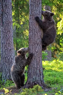 Karelia: Two young (Ursus arctos) climb a tree in the boreal