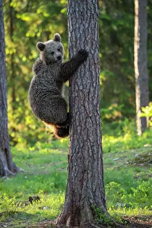 Karelia: Young (Ursus arctos) climbing a tree in the boreal