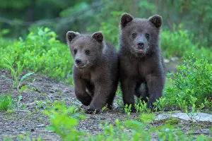 Tour: Two young (Ursus arctos) on a discovery tour in