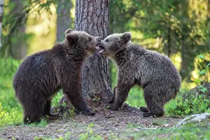 Argue: Two young (Ursus arctos) fighting in the boreal