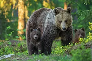 310820: Two young (Ursus arctos) with their mother in the