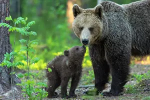 310820: Young (Ursus arctos) with his mother in the boreal