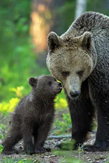 310820: Young (Ursus arctos) with his mother in the boreal