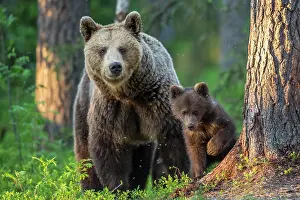 310820: Young (Ursus arctos) with his mother in the boreal