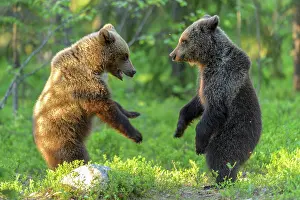 310820: Two young (Ursus arctos) play in the boreal pine