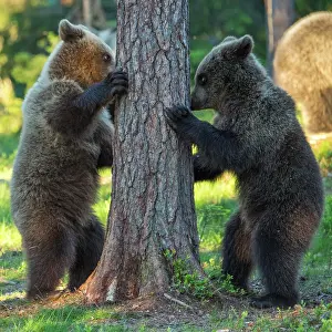 310820: Two young (Ursus arctos) play on a tree in the boreal