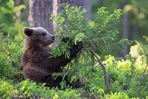 310820: Young (Ursus arctos) playing with a tree in the