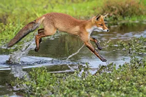 Townsmall: Young (Vulpes vulpes) jumps over a water body, Province