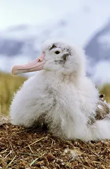 Feathery: Young Wandering Albatross (Diomendea exulans)