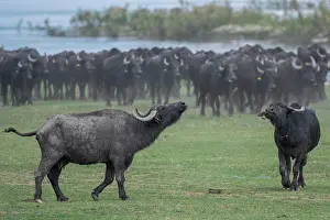 Bubalis: Two young water buffalo (Bubalus bubalis) with herd