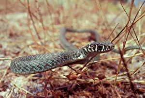 Viridiflavus: Young Western Whip Snake