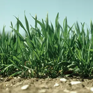 Aestivum: Young Wheat at Stage 30