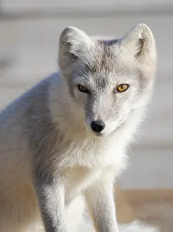 Polar Region: Young white Arctic fox in an enclosure for orphaned arctic