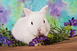 Bunnies: Young white dwarf rabbit with purple flowers