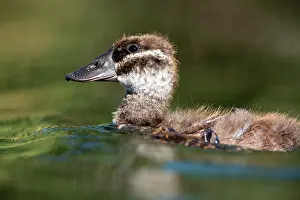 Leucocephala: Young White-headed Duck (Oxyura leucocephala), Ciudad
