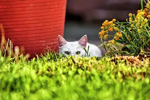Hide: Young white male felidae (Felis silvestris catus)