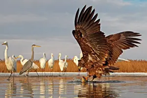 Specific: Young White-tailed Eagle (Haliaeetus albicilla)