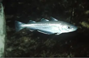 Gills: YOUNG WHITING