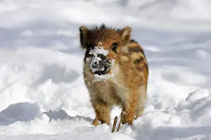 Boars: Young wild boar piglet in the snow