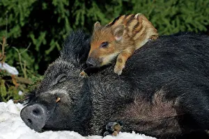 Boars: Young wild boar piglet on the back of the sleeping
