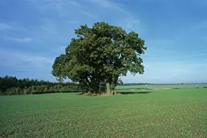 Berkshire: Young Winter Wheat Crop