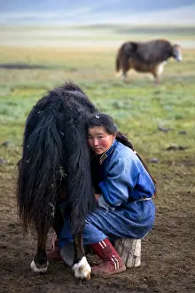 Steppes: Young woman Mongol milking a Yak Mongolian Arhangay