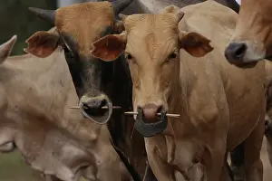 Rings: Young Zebu weaning - Northern Senegal