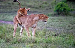 Climbs: Younger Lionplays, climbs on mother, lioness (Panthera