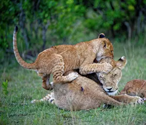 Climbs: Younger Lionplays, climbs on mother, lioness (Panthera