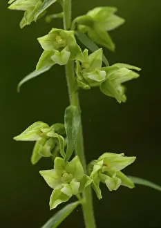 Epipactis: YoungIs Helleborine