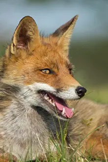160920: Youngster Red fox (Vulpes vulpes)Portrait, Netherlands