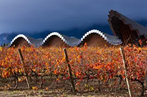 Alava: Ysios Winery, Vineyard in aturmn, La Rioja, Alava