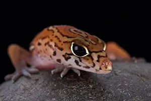 Guatemala: Yucat gn Banded Gecko (Coleonyx elegans), Mexico